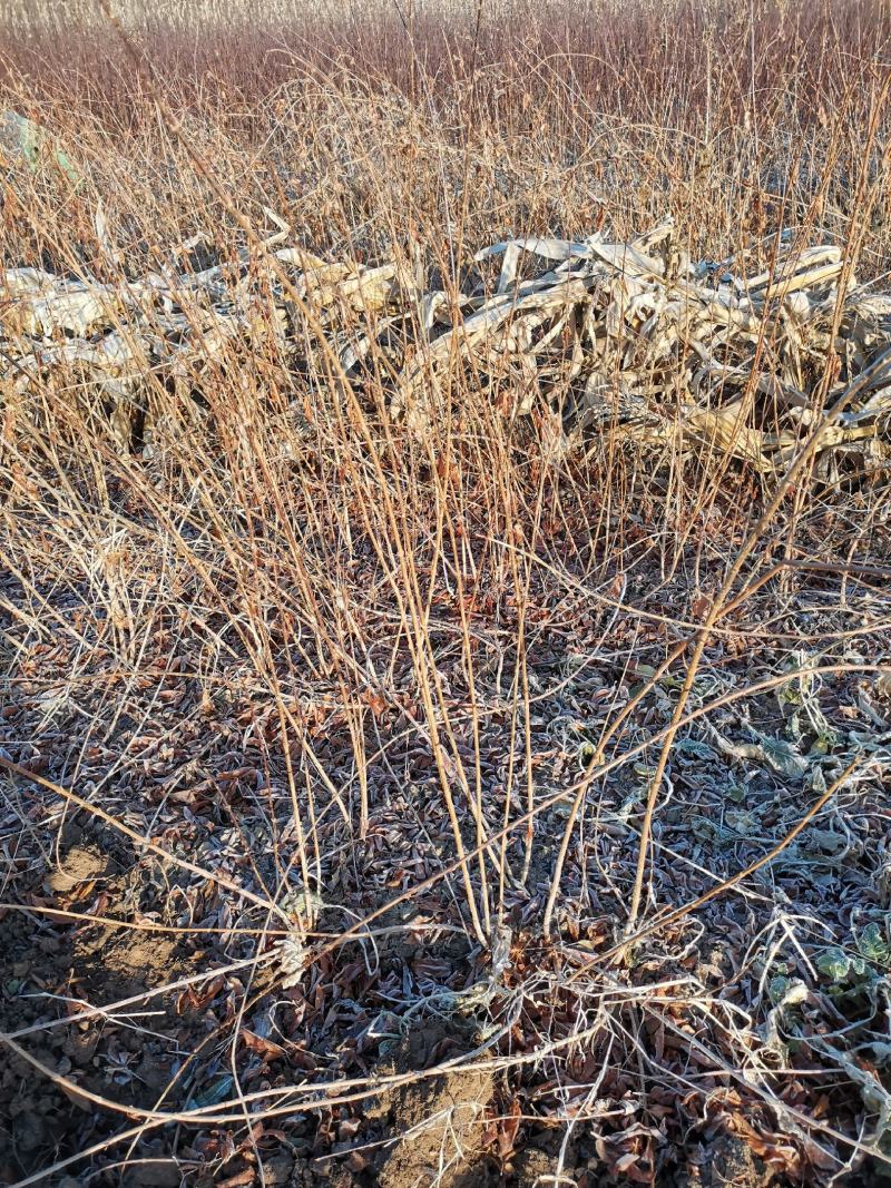 插花寸寸金串串金