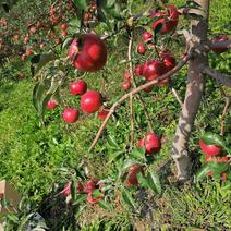 吉林省珲春市有大量寒富苹果出售欢迎老板光临可以包山