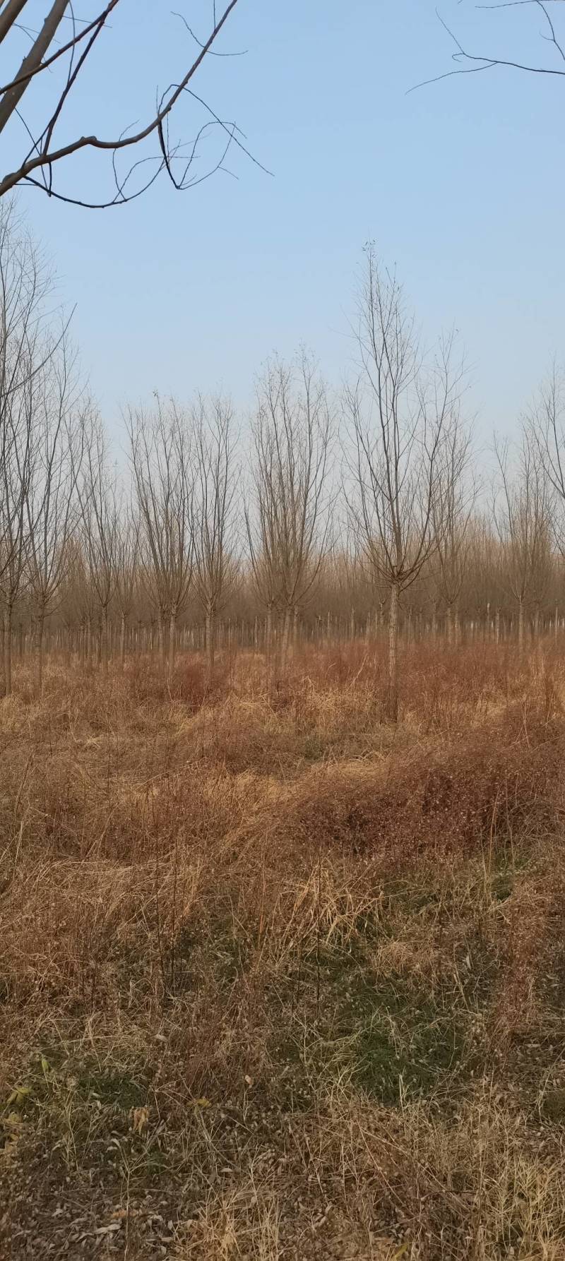 江苏丰县垂柳，竹柳，直柳2~15公分大量出售，货源充足
