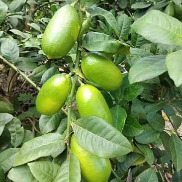 香水柠檬