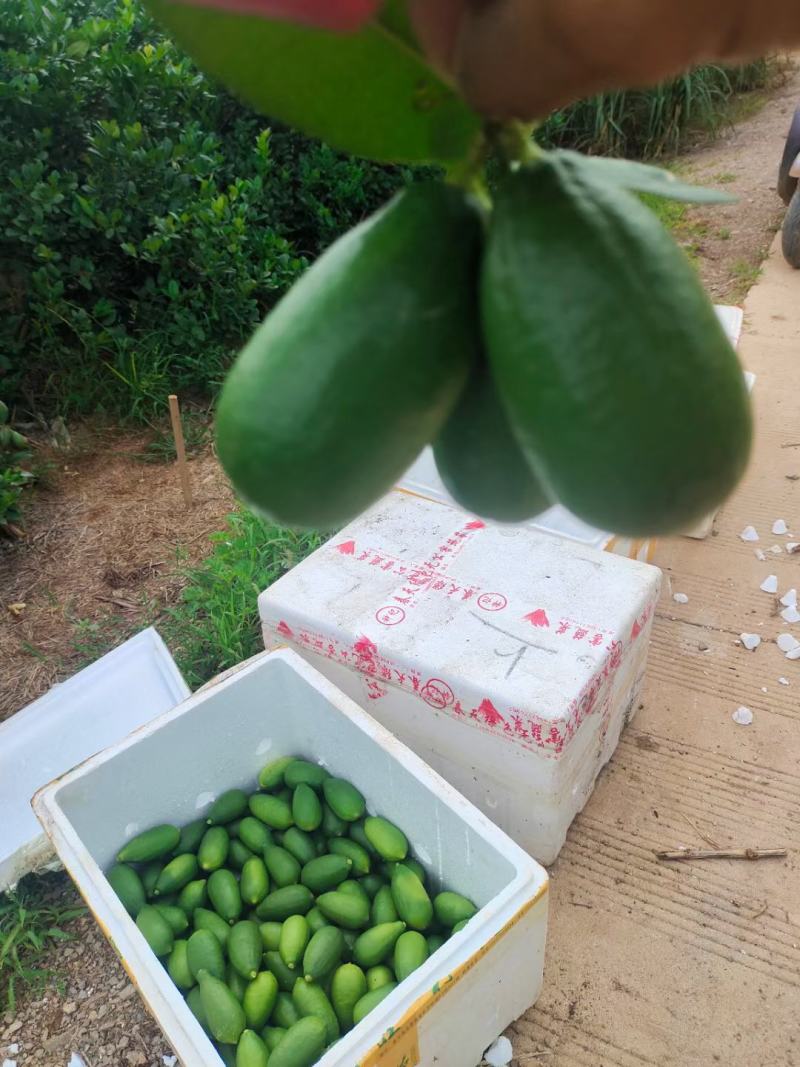 香水柠檬
