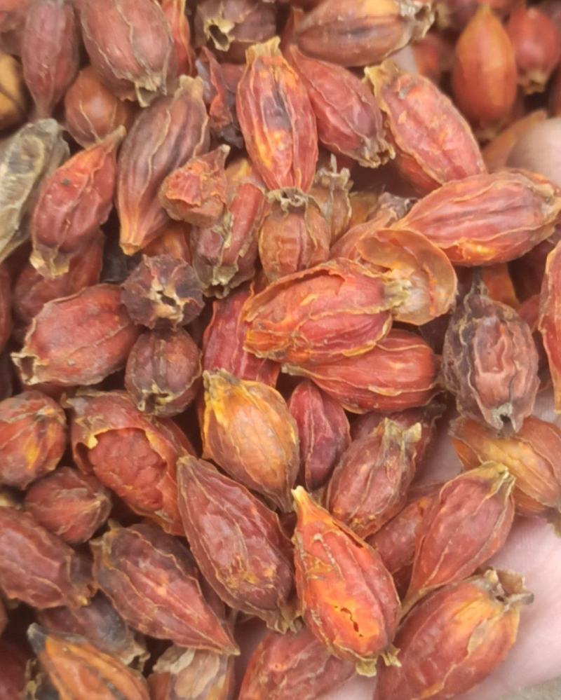 栀子栀子米中药材批发栀子质量保证量大从优
