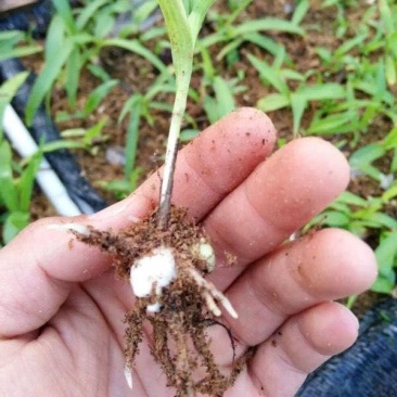 百及苗。白芨是多年生的草本植物，假鳞茎块根状，颜色为白色