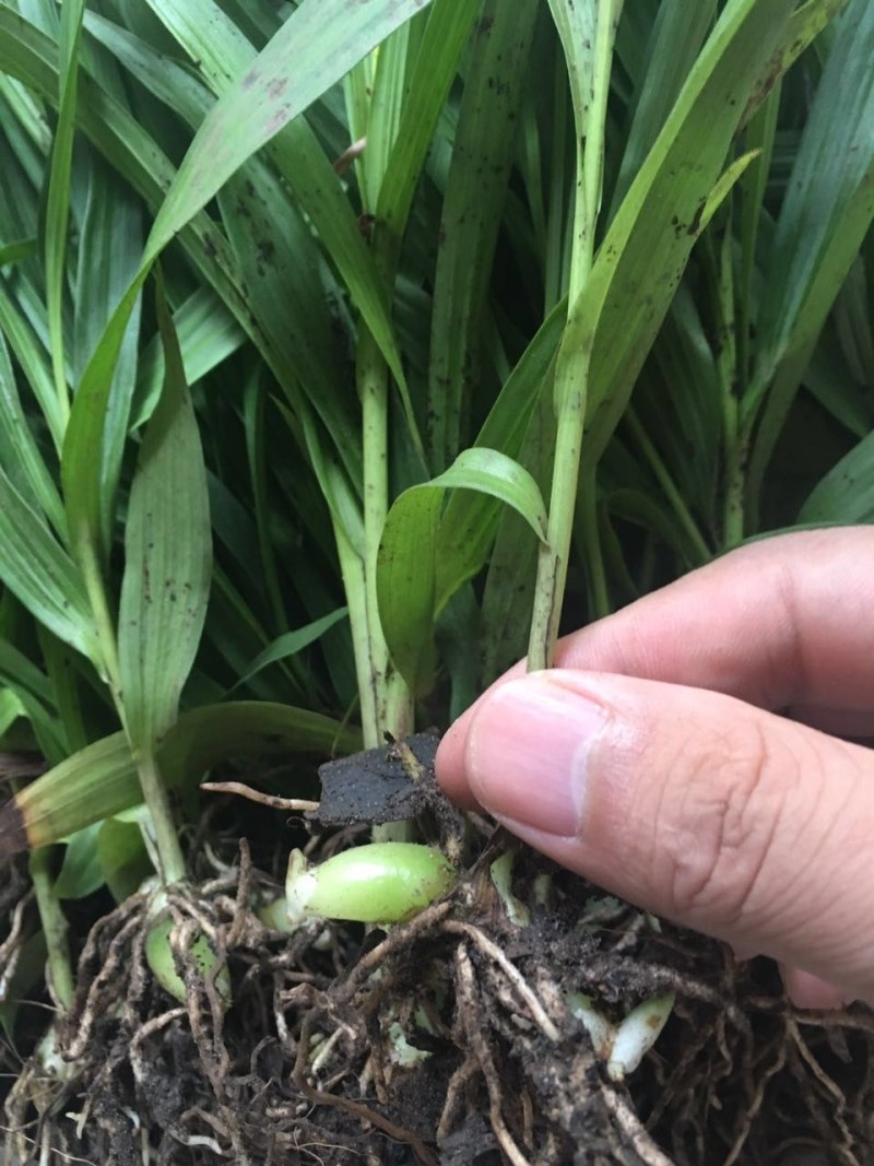 百及苗。白芨是多年生的草本植物，假鳞茎块根状，颜色为白色