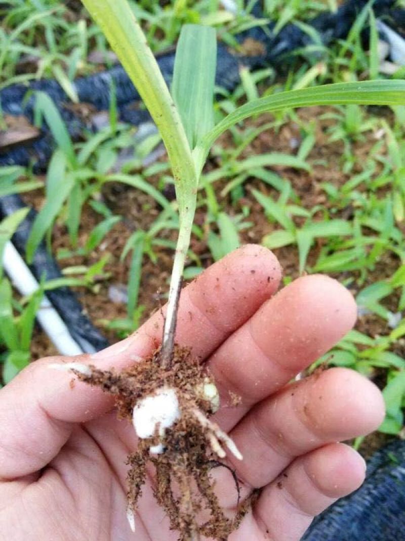 百及苗。白芨是多年生的草本植物，假鳞茎块根状，颜色为白色
