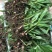 百及苗。白芨是多年生的草本植物，假鳞茎块根状，颜色为白色
