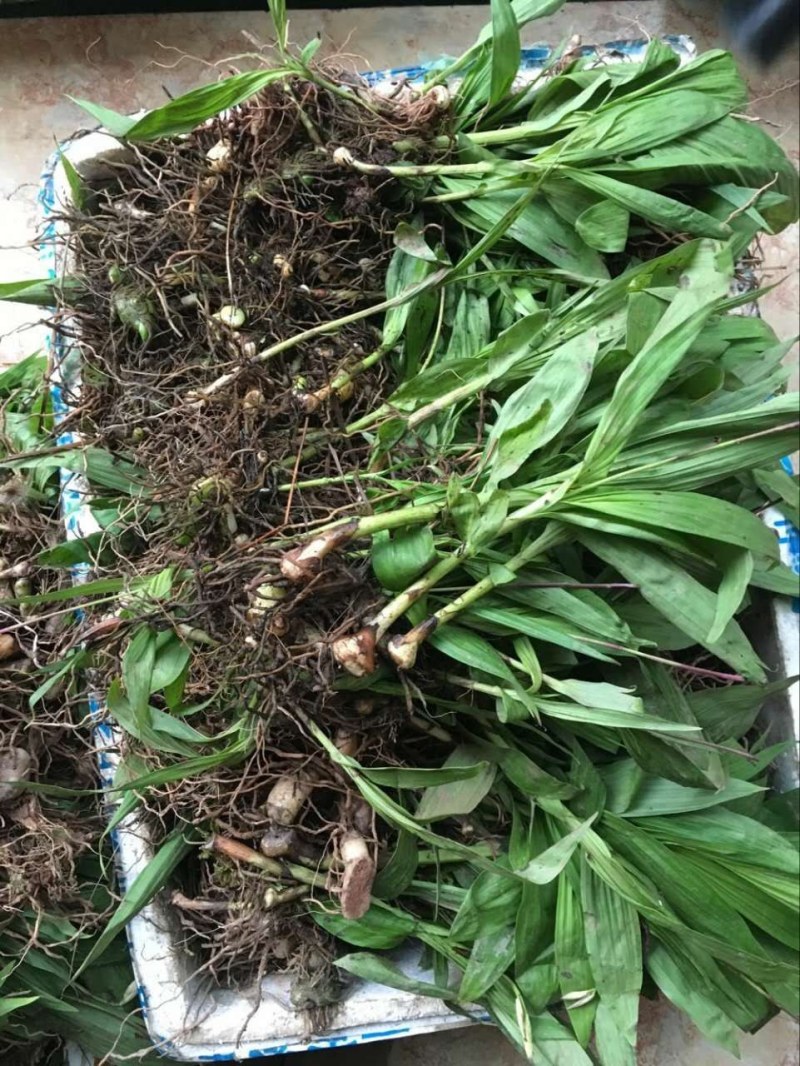 百及苗。白芨是多年生的草本植物，假鳞茎块根状，颜色为白色