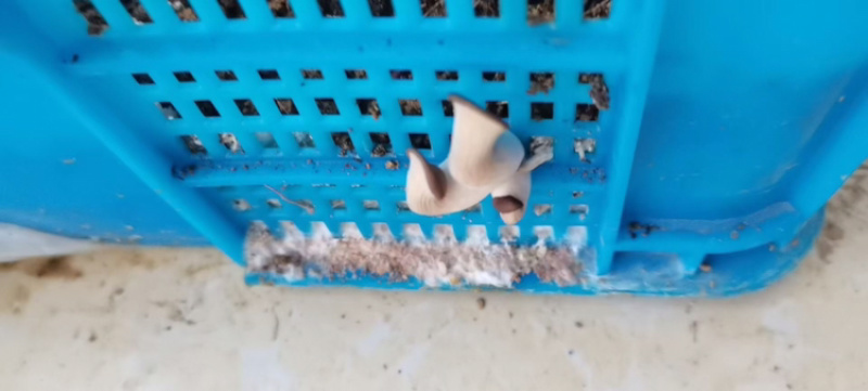 椰糠椰子壳
