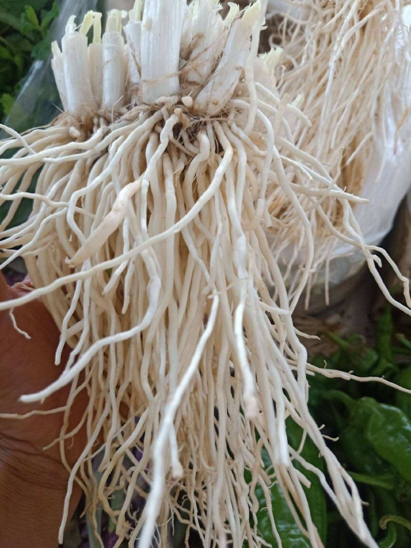 韭菜根云南撇菜根