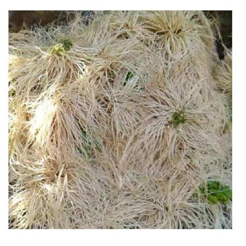 韭菜根云南撇菜根