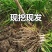 韭菜根云南撇菜根