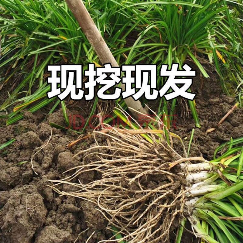 韭菜根云南撇菜根