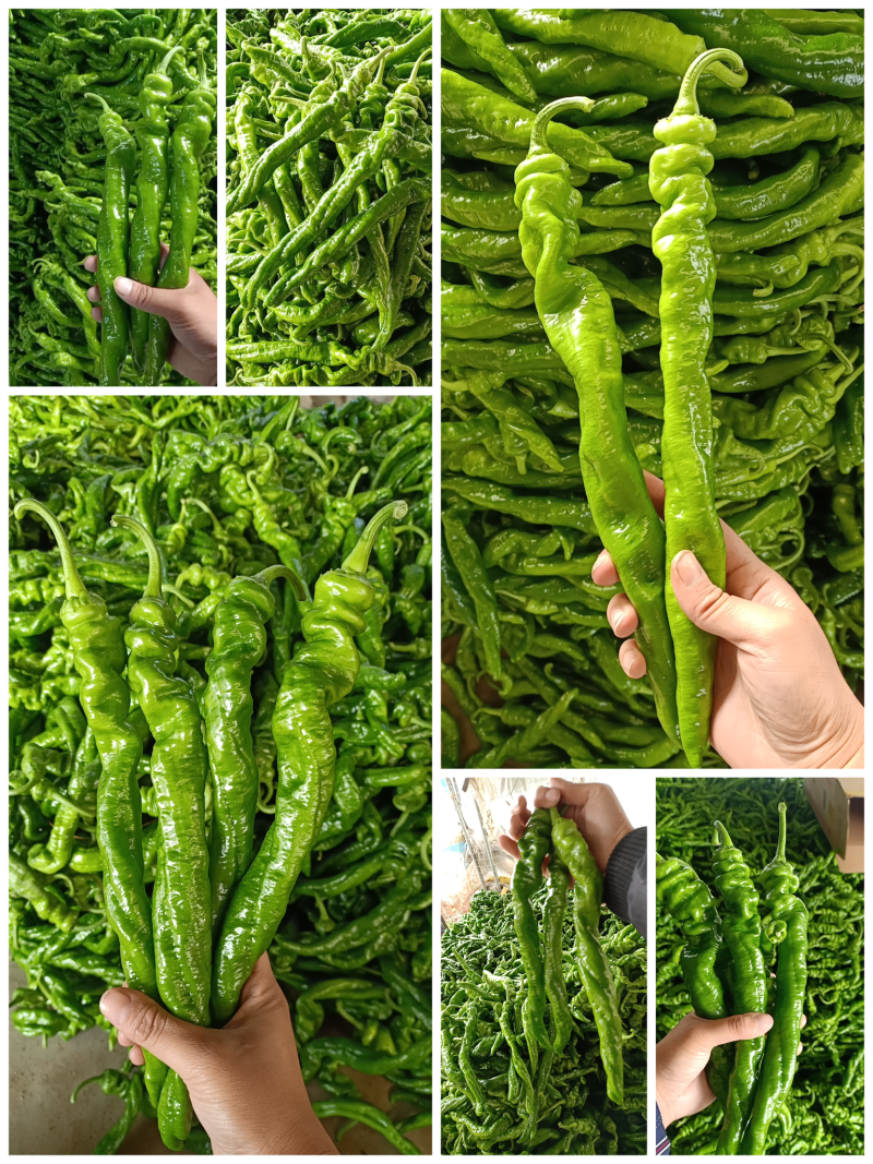 龙椒，螺丝椒【原产地】供应电商，超市，市场保质保量