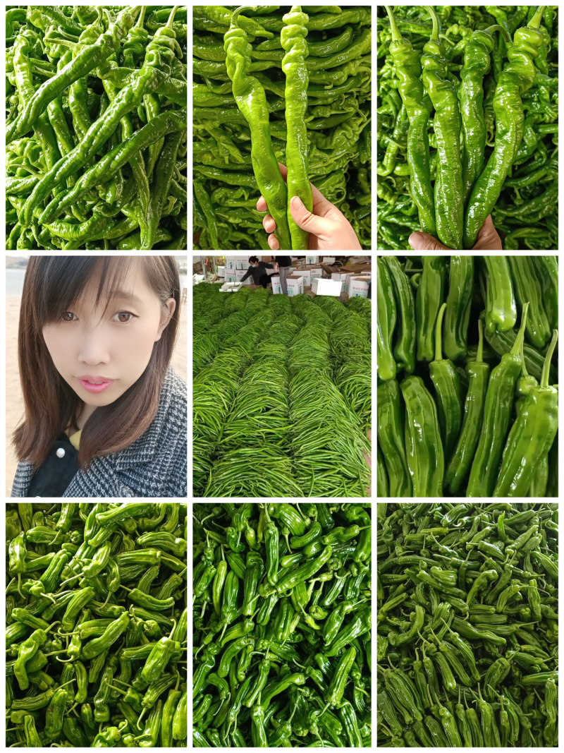 龙椒，螺丝椒【原产地】供应电商，超市，市场保质保量