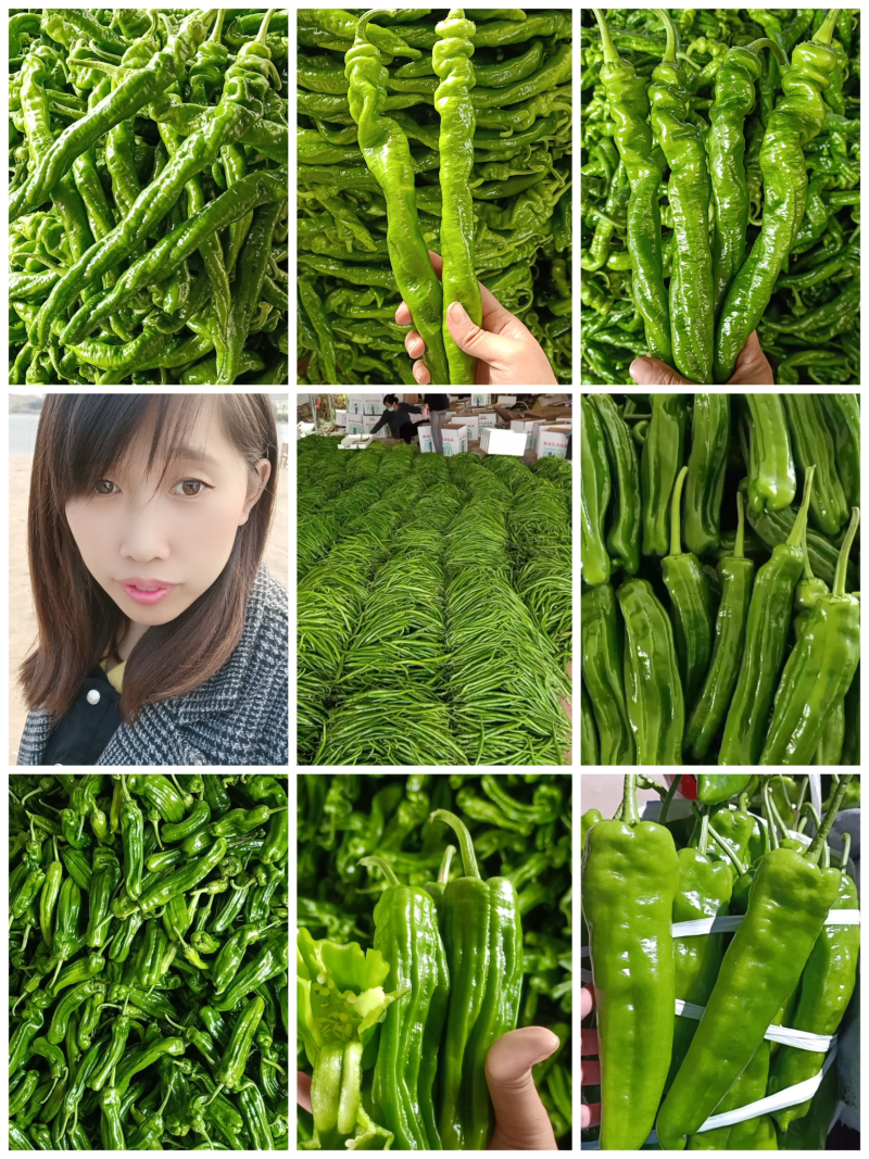 龙椒，螺丝椒【原产地】供应电商，超市，市场保质保量