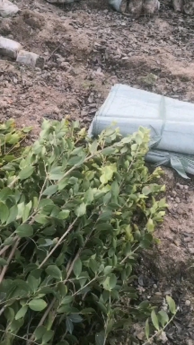 湖南油茶嫁接苗，有一年二年三年生茶苗基地直供，
