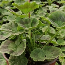 天竺葵盆栽香叶天竺葵庭院阳台绿植基地直发