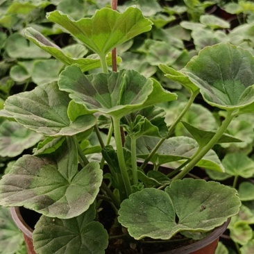 天竺葵盆栽香叶天竺葵庭院阳台绿植基地直发