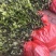 大量供应油茶苗，基地直销质量保证价格优惠，欢迎客户订购
