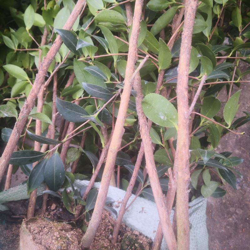 大量供应油茶苗，基地直销质量保证价格优惠，欢迎客户订购