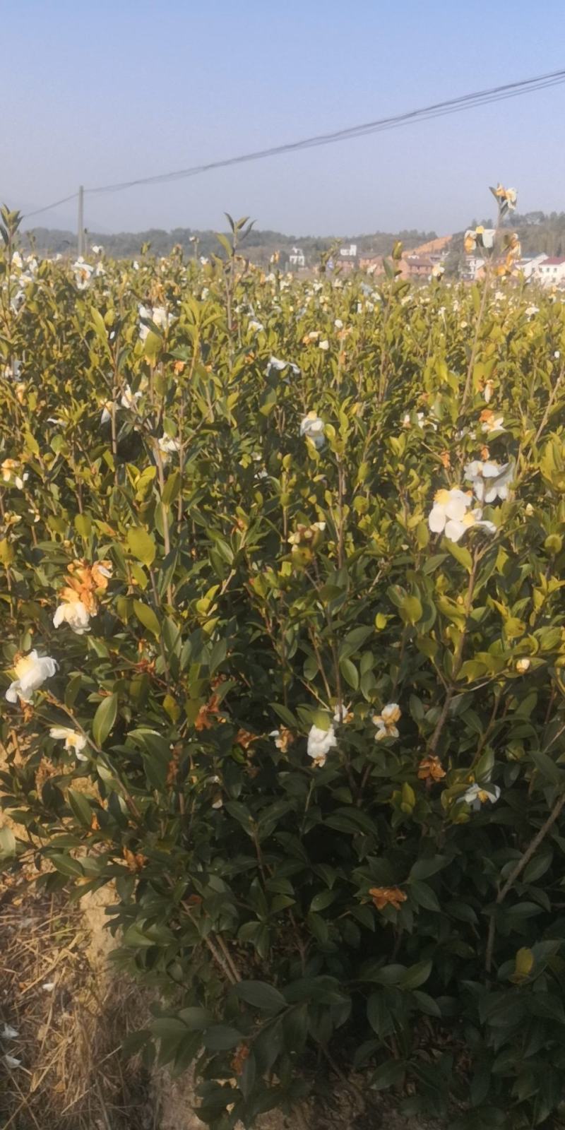 大量供应油茶苗，基地直销质量保证价格优惠，欢迎客户订购