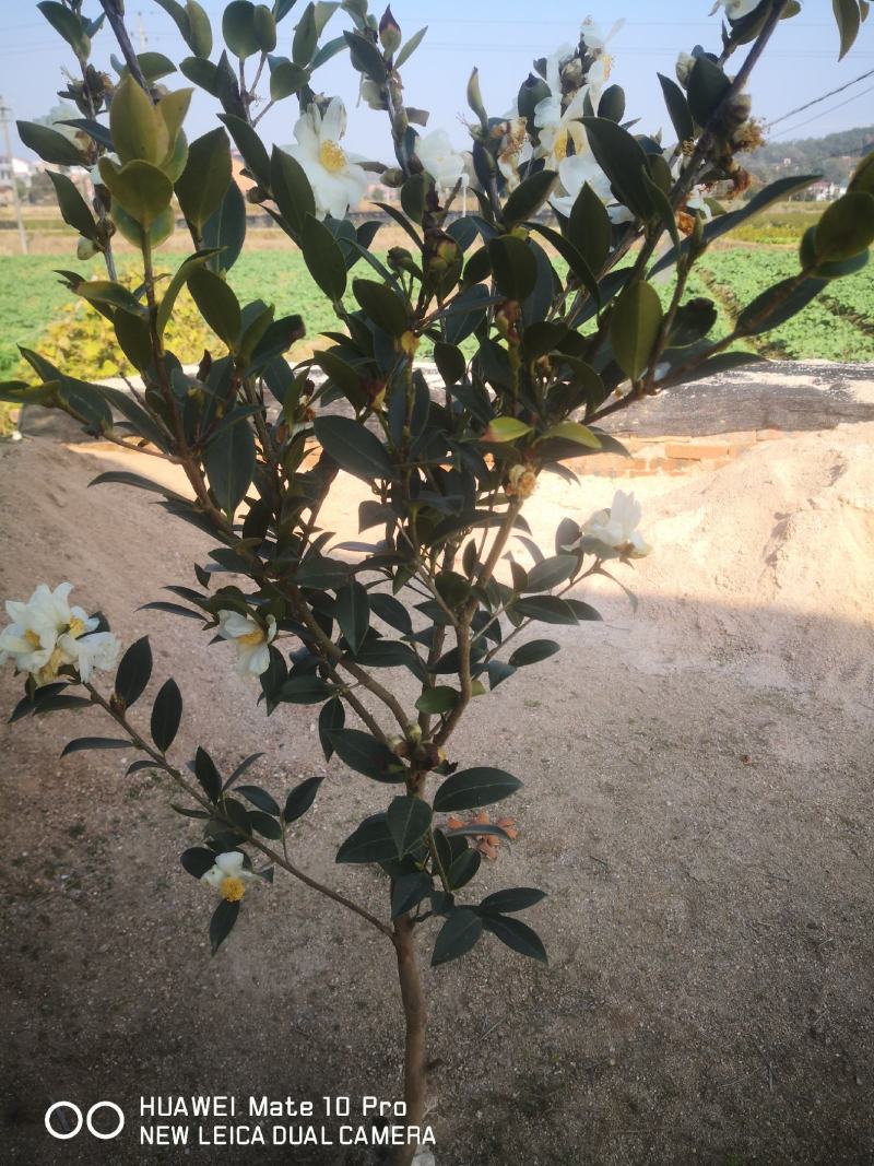 大量供应油茶苗，基地直销质量保证价格优惠，欢迎客户订购