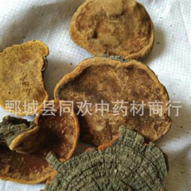 【槐耳】@【同欢药材】中药材批发供应规格齐全