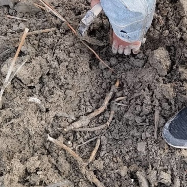 纯种太空36号水果莲蓬莲子