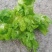 儿菜大量上市