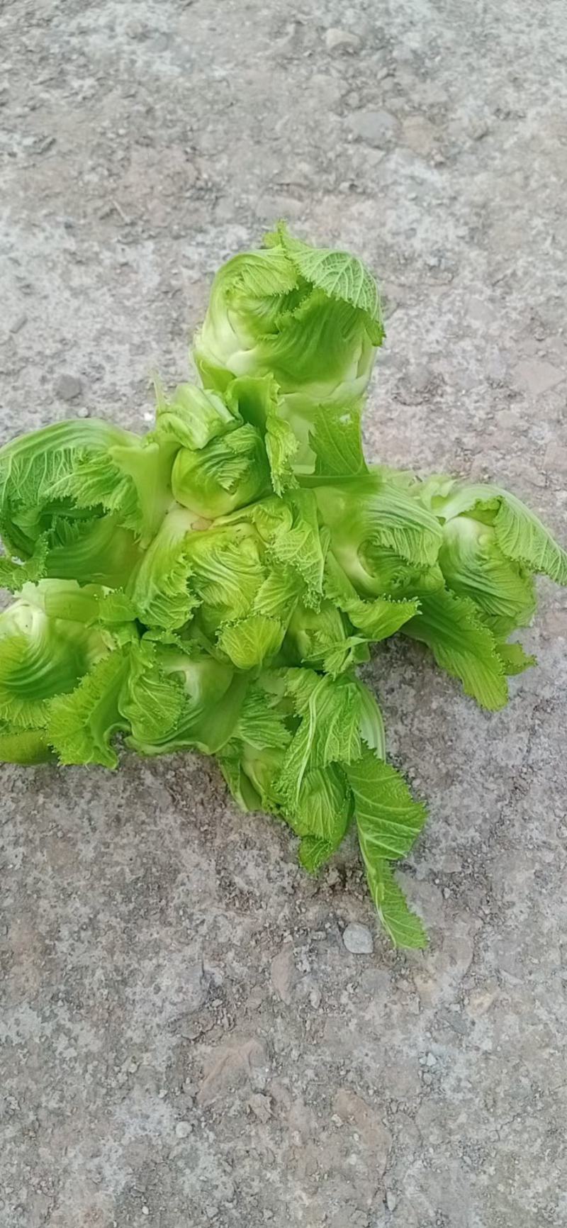 儿菜大量上市