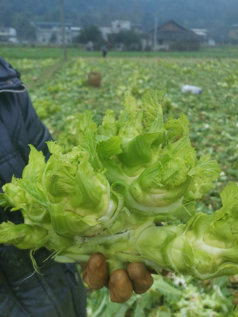 精品儿菜，毛菜，半毛菜，净儿，光头