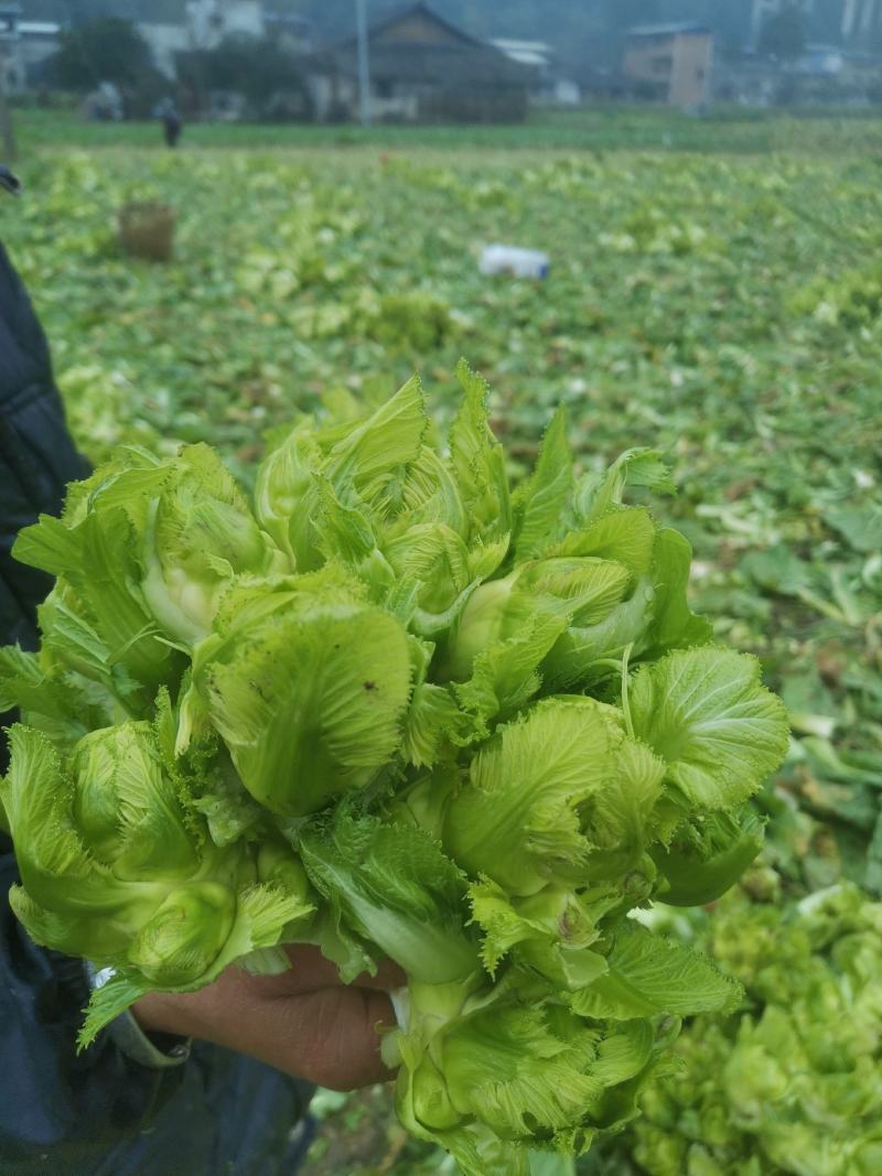 精品儿菜，毛菜，半毛菜，净儿，光头