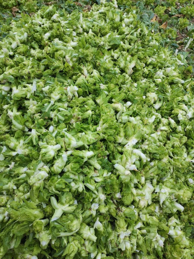 精品儿菜，毛菜，半毛菜，净儿，光头