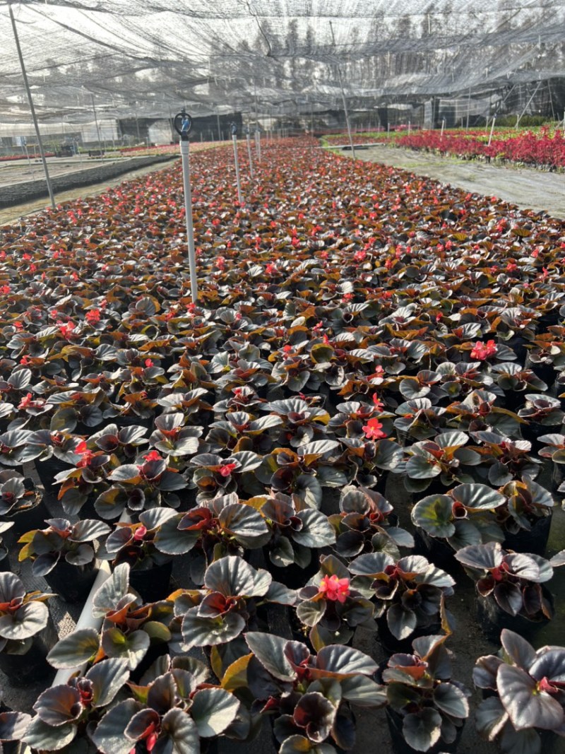四季海棠红叶红花，广东省佛山基地直销