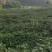 广霍香正宗广霍香叶