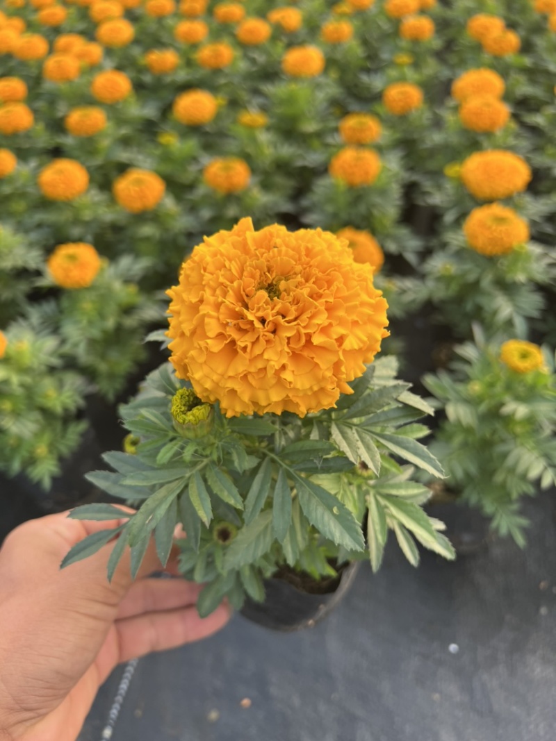 万寿菊，广东省佛山基地直销