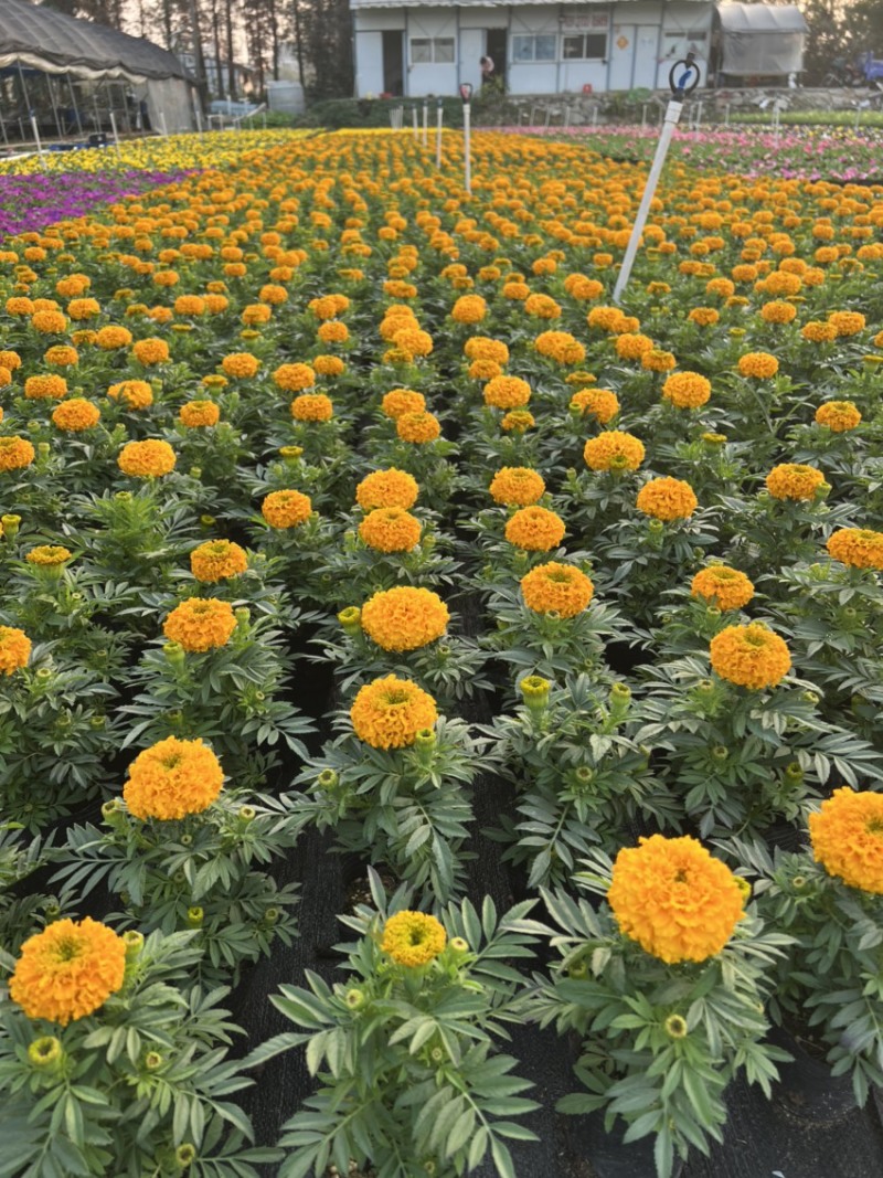 万寿菊，广东省佛山基地直销