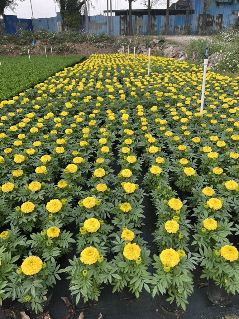 万寿菊，广东省佛山基地直销