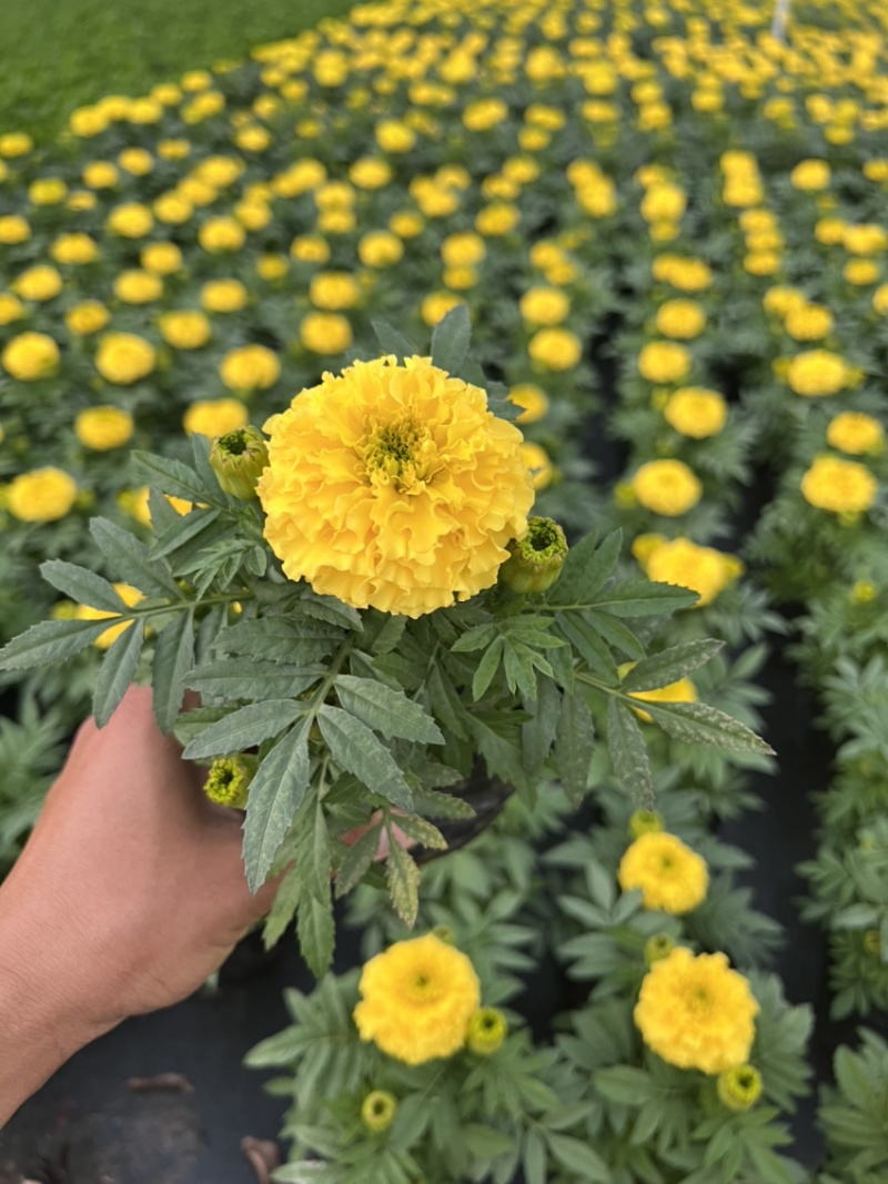 万寿菊，广东省佛山基地直销