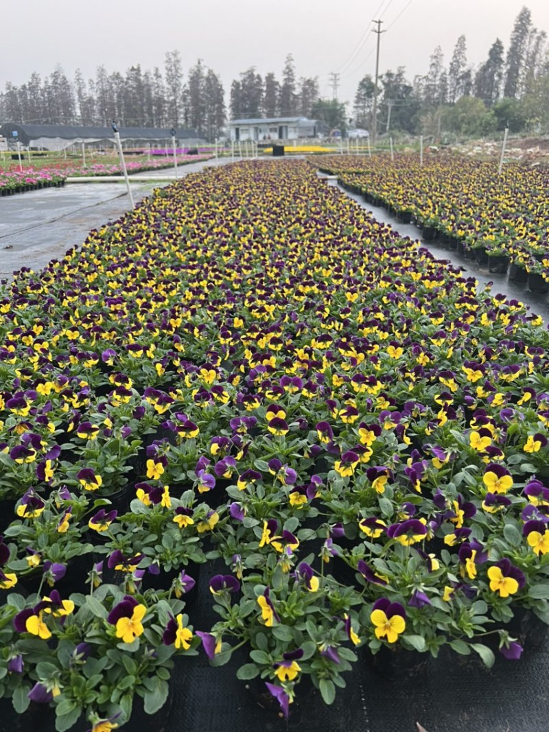 角堇，广东省佛山基地直销