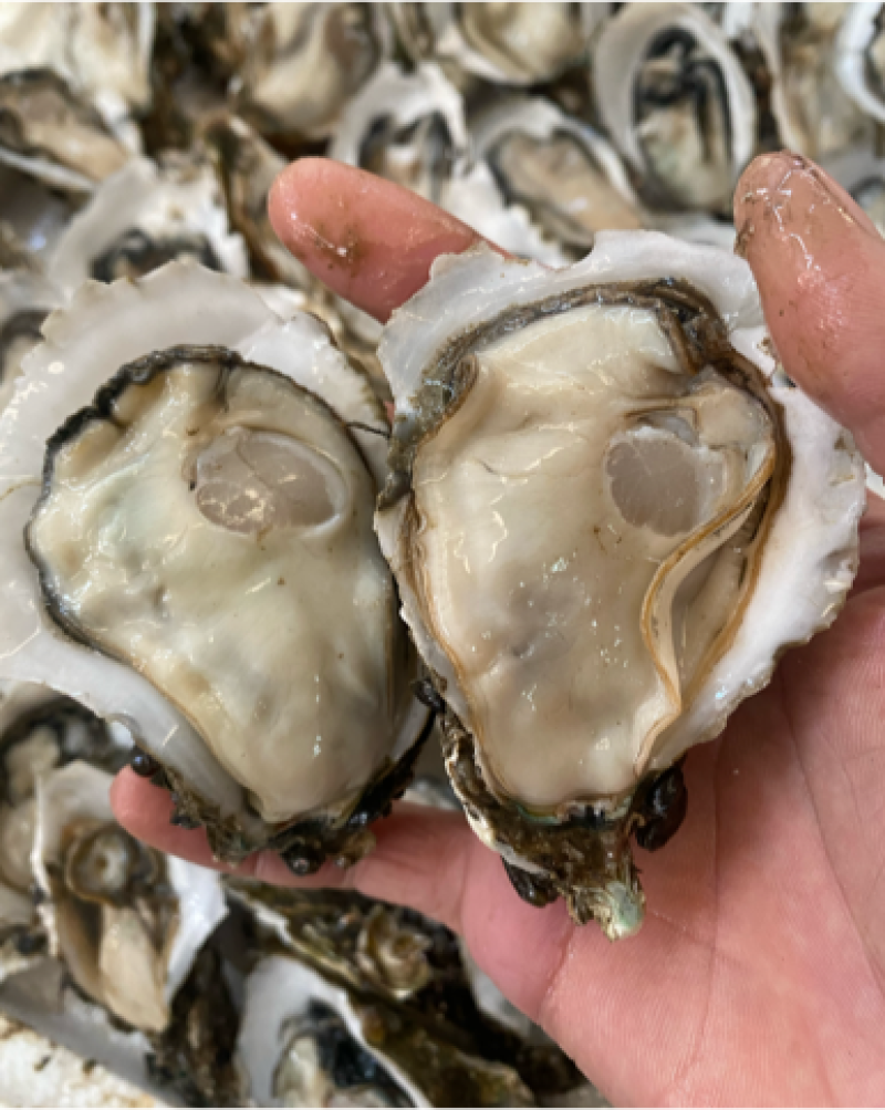 湛江生蚝台山生蚝牡蛎海蛎子95斤装批发