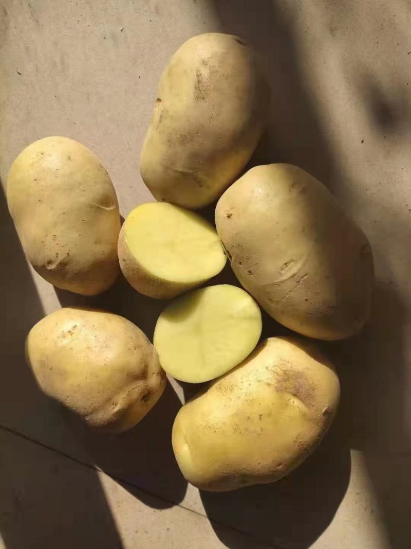 精品黄心土豆，4两起步.大量出售出货量大