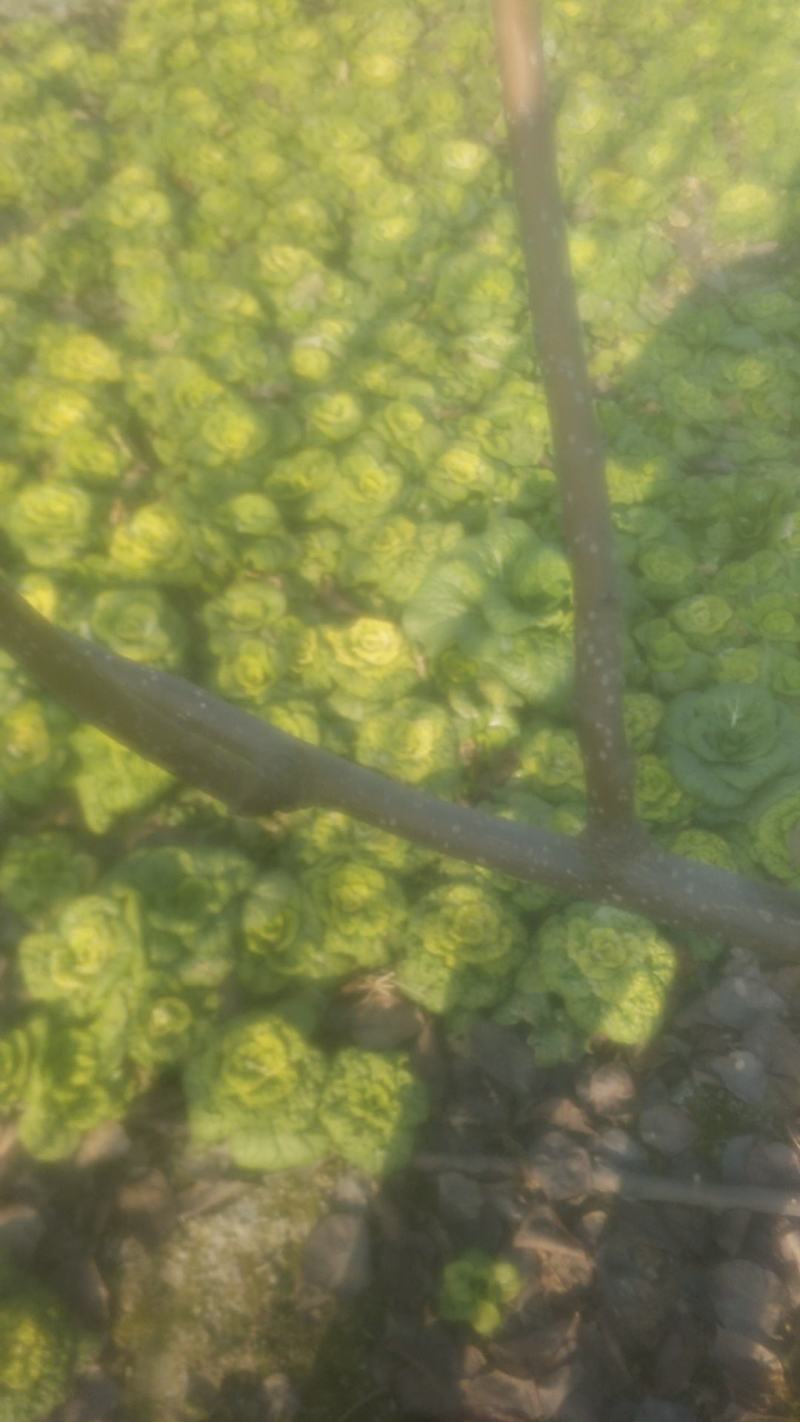 菊花心菜