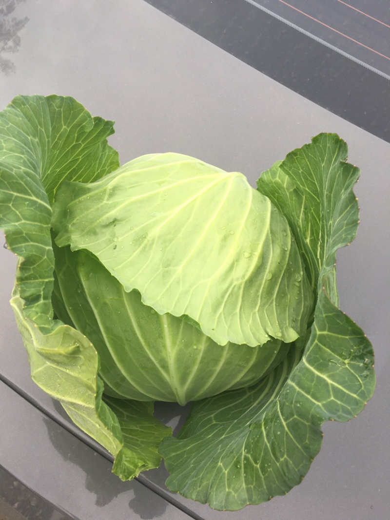 精品莲花白基地货大量出货中