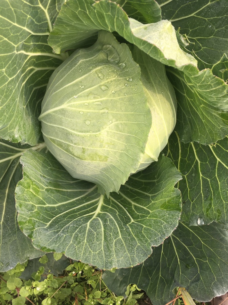 精品莲花白基地货大量出货中