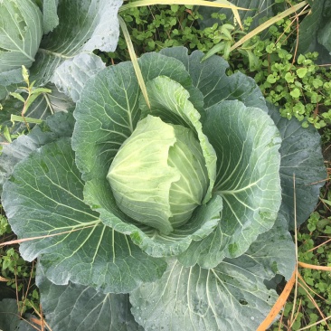精品莲花白基地货大量出货中