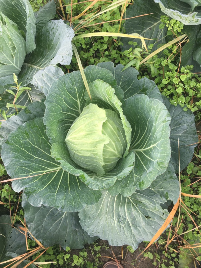 精品莲花白基地货大量出货中