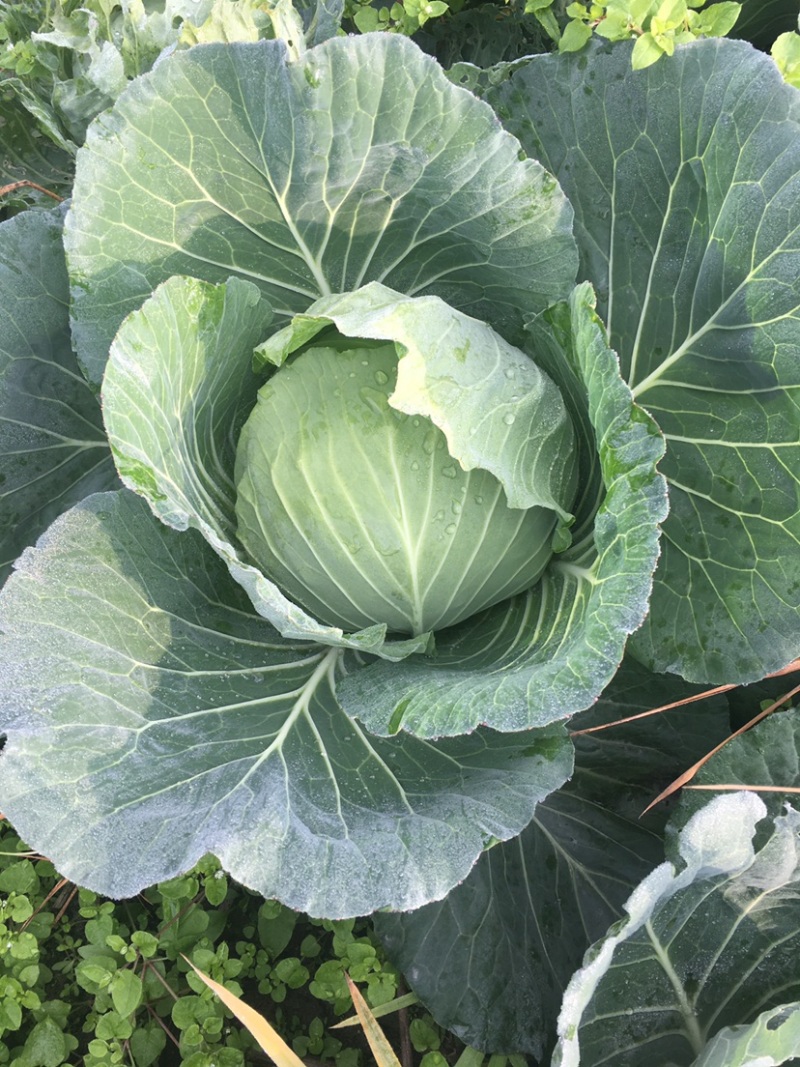 精品莲花白基地货大量出货中