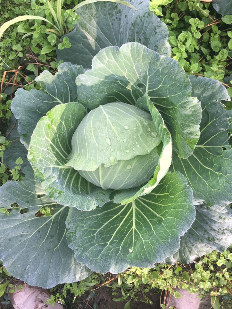 精品莲花白基地货大量出货中