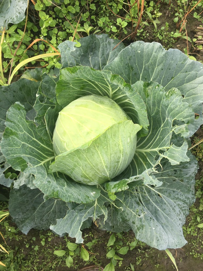 精品莲花白基地货大量出货中